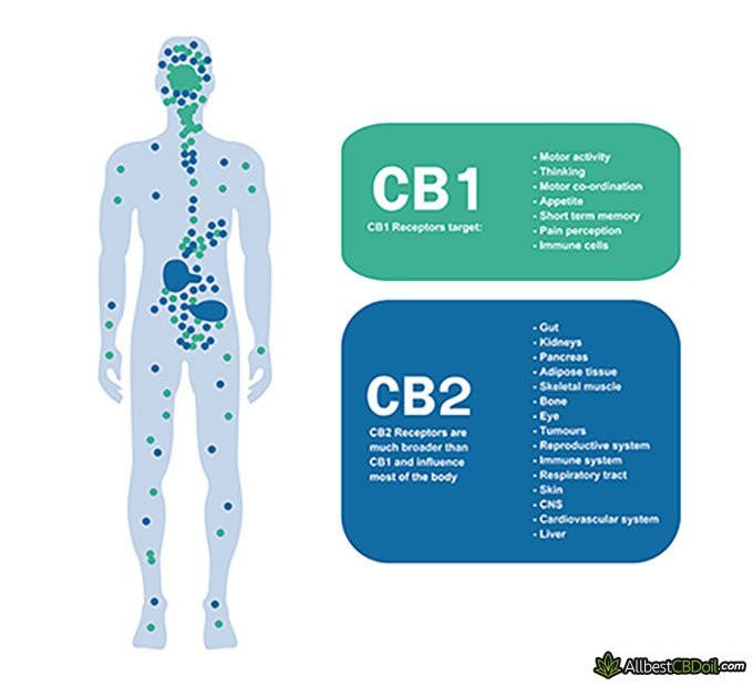 Endocannabinoid System And CBD - How Does It Interact?